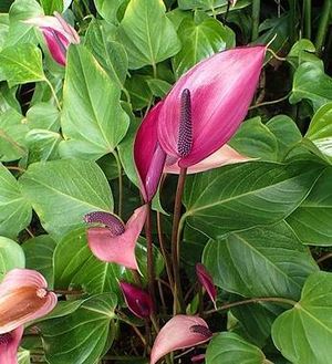 Purple Anthurium